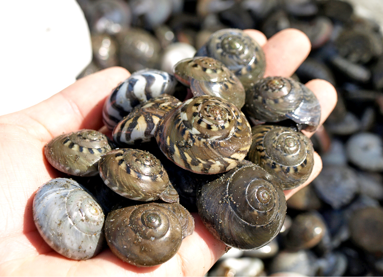 ながらみって一体なに 千葉県九十九里浜で人気の貝の正体に迫る まるっと千葉を知り尽くしたい