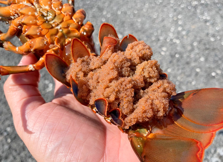 伊勢海老の卵って食べられるの 外子に内子 季節限定の珍味をご紹介します まるっと千葉を知り尽くしたい