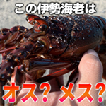 伊勢海老のオスメスの見分け方